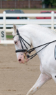 Dressage at Delaware